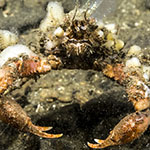  Achaeus cranchii